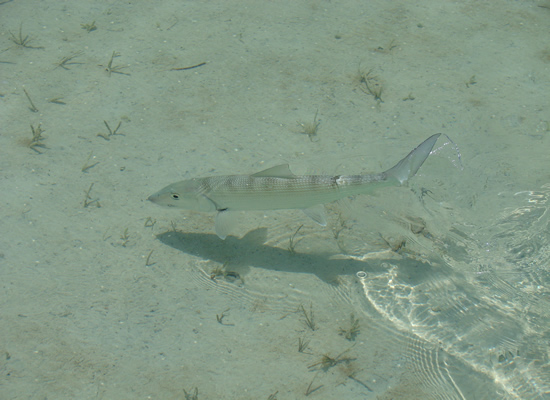 Cuba Bonefish